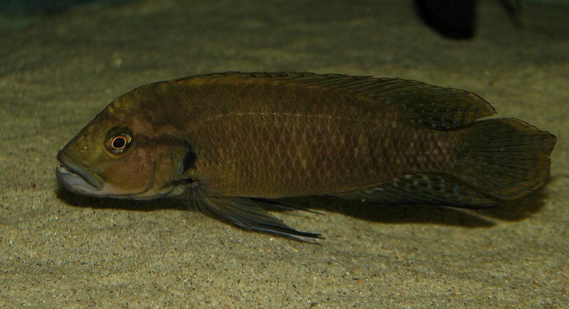 Telmatochromis dhonti